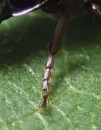 Carabidae: Agonum fuliginosum ?? no, Agonum (Europhilus) thoreyi